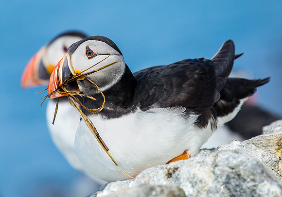 FARNE ISLANDS PUFFINS MAY 2017/"MOVING HOUSE"