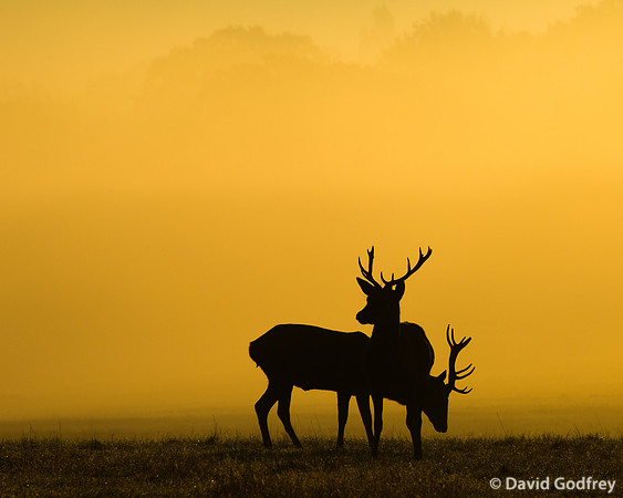 _N2A0187.CR2 RICHMOND PARK 2 STAGS AT DAWN.CR2