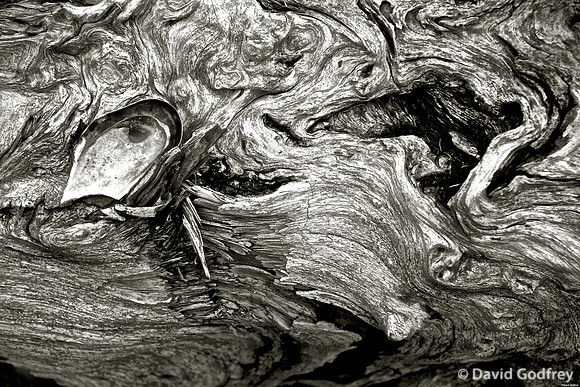 Tofino 3 ( Driftwood Shell )