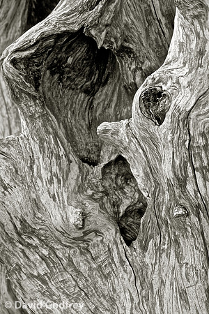 Tofino 4 ( Whispering Trees)