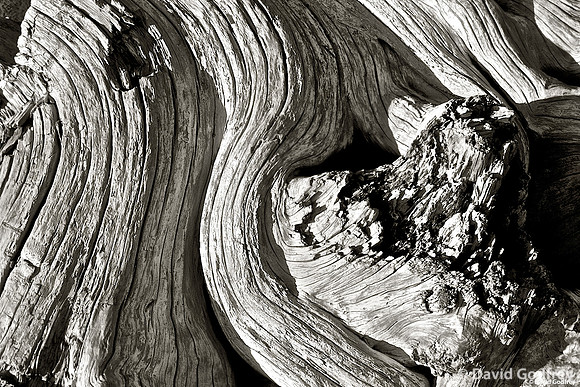 Tofino 5 ( Tree Birth )